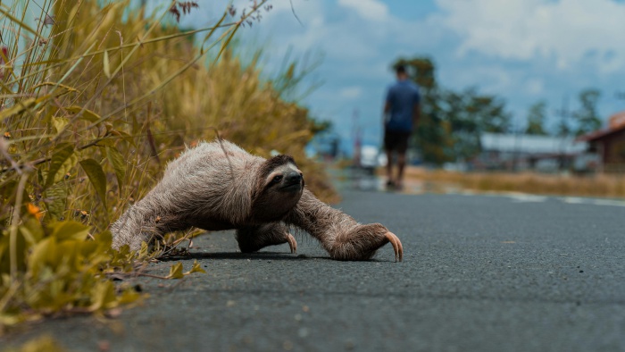 道路を横切るナマケモノ
